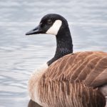 99热只有精品6国产免费 0d88ya6svs