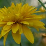 蜜芽直播无限在线观看 56hobcz