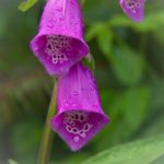 99久久精品天干天 92qf2n