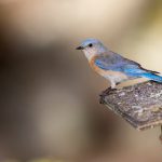 99大香伊在人线免费 drf5pmv