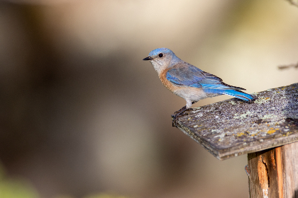 99大香伊在人线免费 99大香伊在人线免费