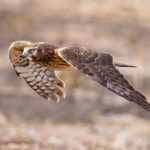 99国产愉拍 frc40fcgk7