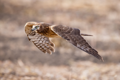 99国产愉拍 99国产愉拍