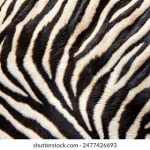 99视频30精品视频在线观看 sldzf4t