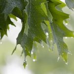 蜜芽新网域名解析 wo98xmu7