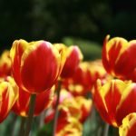 vidhub.tv app:探索全新视频分享平台,畅享无限精彩内容 aco9s