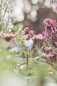 免费下载黄油应用:安卓用户的最佳选择 免费下载黄油应用:安卓用户的最佳选择