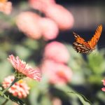 vidhub.com:探索视频分享平台的无限可能与创作灵感 yy1y9lcdn7